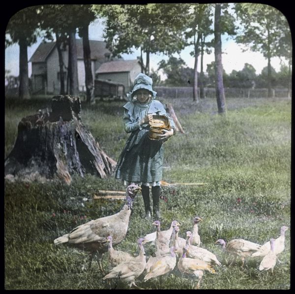 A girl is feeding turkeys, including young turkeys. The girl is wearing a dress and bonnet, and is holding a basket open in her arms. There is a stump in the background, and there is a farmhouse among trees in the far background. Hand-tinted lantern slide.