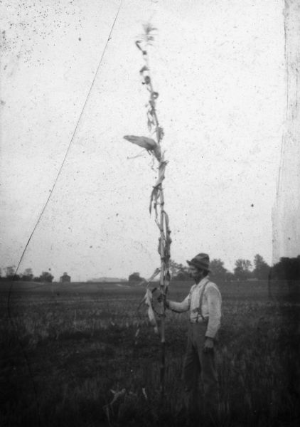 A man is standing and holding onto a giant corn stalk growing in a field of stubble. Lantern slide.