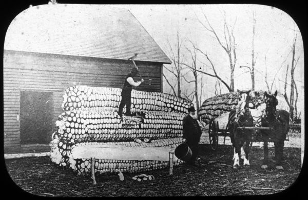 Two men are standing on and near a pile of exaggerated, large ears of corn. One man is standing on the pile of corn and swinging a tool to remove the kernels of corn. A horse-drawn wagon on the left is carrying more exaggerated corn. (Gag photograph). Caption reads: "Gathering Corn in Town." Lantern slide.