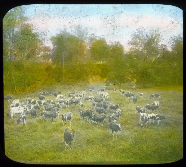 Elevated view of a herd of cows in a pasture. There is a stream and trees along a bank in the background. Hand-tinted lantern slide.