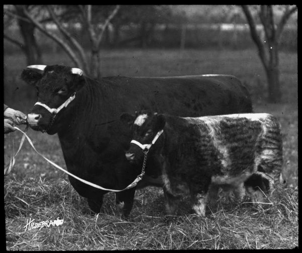 A man's hands, on the left, are holding the leads attached to a bull and a cow. The bull and cow are standing in a pile of hay outdoors. Lantern slide.
