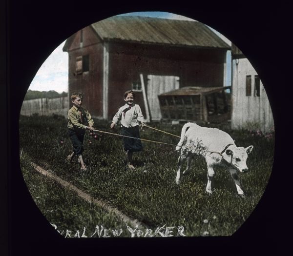 Two boys are holding onto ropes and following behind a calf who has the ropes attached to a collar on its neck. Farm buildings are in the background. Hand-tinted lantern slide.