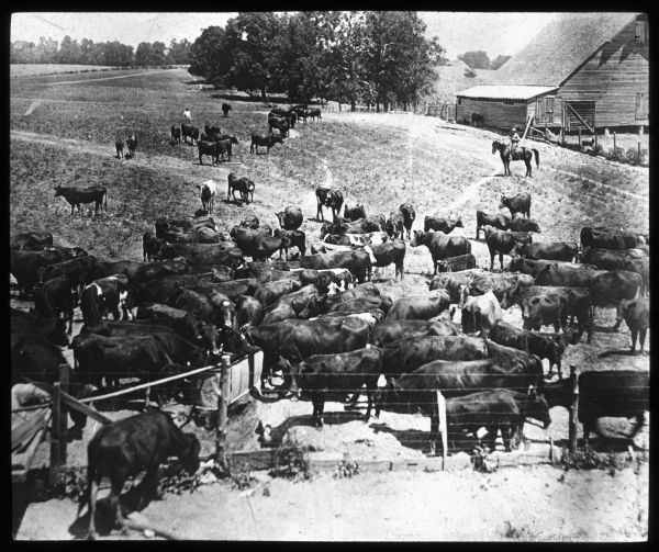 Elevated view of a herd of Angus cattle on the farm of Mr. Jones — Newbern, Tennessee. There is a man on horseback, and another man walking in the field among the cattle. Most of the herd is near a tank set up near a fence in the foreground. There is a barn in the background on the right. Lantern slide.