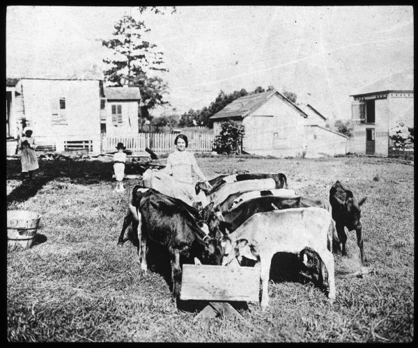 A young woman is standing behind two rows of cows that are feeding at a trough in a farm yard. There are buildings in the far background behind a fence. There is also a girl standing in the yard on the left, and another child, wearing a hat, is standing in the center. Lantern slide.