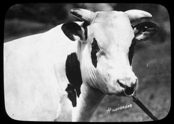 Close-up of a bull with a lead nose ring standing outdoors. Lantern slide.