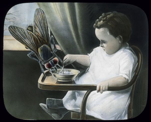 Illustration of a toddler sitting near a window in a high chair eating from a bowl with a spoon. A giant fly is also eating from the bowl. Hand-tinted lantern slide.