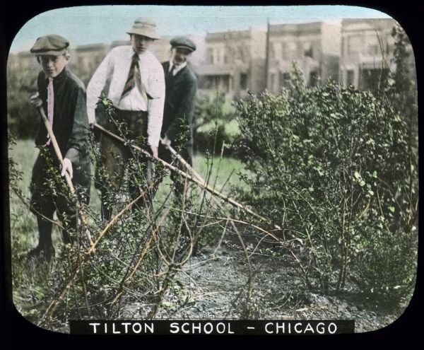 Three boys are working in a garden at Tilton School. Hand-tinted lantern slide.
