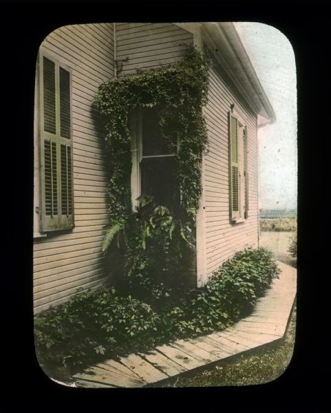 Vines and plants are around the window of a house. Plants are along the side of the house and a wooden walk. Hand-tinted lantern slide.