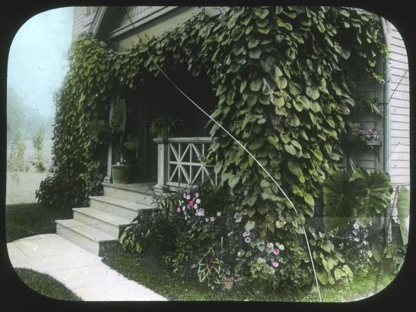 View towards the porch of a house, with vines thickly covering and shading the porch. Flowers and potted plants are along the front walk and on the railing of the porch. Hand-tinted lantern slide.