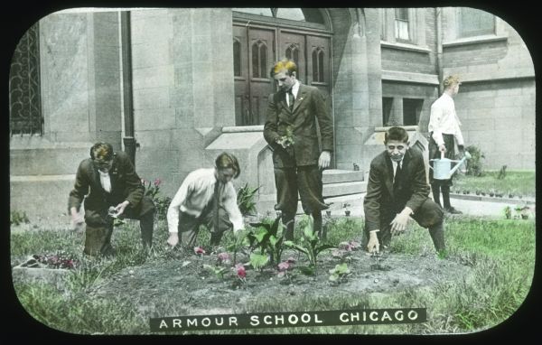 Four boys are working in a garden at Armour School. Hand-tinted lantern slide.