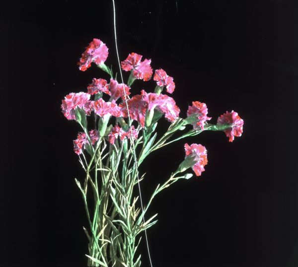 Red carnations. Hand-tinted lantern slide.
