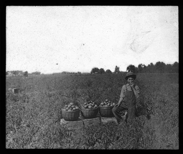 View of a boy standing and eating an onion or a potato in a field. Next to him are three baskets of onions or potatoes resting on crates. In the far background are farm buildings. Caption on back reads: "Walther Workenthien." Lantern slide.
