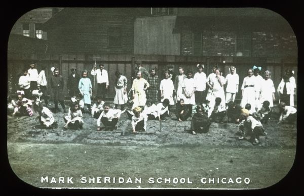 A large group of children are working in a garden at the Mark Sheridan school. Behind them is a fence, and behind the fence are houses. Hand-tinted lantern slide.