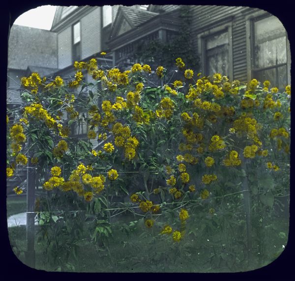 Yellow flowering vine near house in residential neighborhood. Hand-tinted lantern slide.