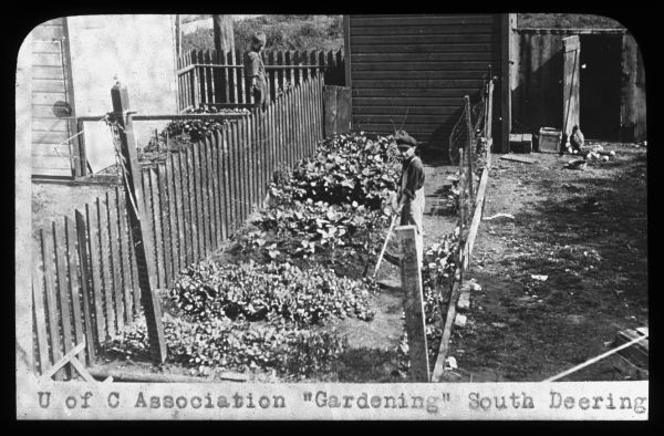 Slightly elevated view of a boy standing in a backyard garden. Another boy is standing behind him on the other side of a fence. There is a chicken standing near a small outbuilding in the background on the right. Caption on slide reads: "U of C Association 'Gardening' South Deering." Lantern slide.