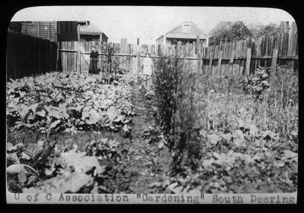 View across backyard garden towards two women standing along a fence in the background. There are houses beyond the fence. Caption on slide reads: "U of C Association 'Gardening' South Deering." Lantern slide.