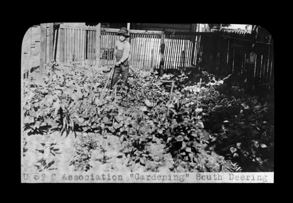Slightly elevated view of a boy standing in a garden holding a tool. Caption on slide reads: "U of C Association 'Gardening' South Deering. Lantern slide.