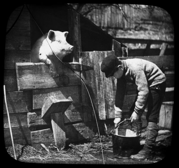 A boy is bending over a bucket near a shed. Just inside the shed is a pig resting its forelegs on a half wall and looking out towards the boy. Lantern slide.
