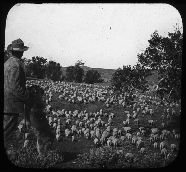 A man and a dog are standing in the left foreground looking down a hill towards a flock of sheep. Caption reads: "CC47 — The Shepherd and His Flock, Sheep Industry, Montana, U.S.A."  Lantern slide.