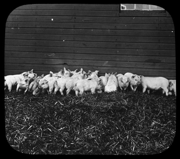 View across hay-filled pen towards a large group of young pigs gathered at the side of a building. Caption reads: "A yard of pigs — their first picture." Lantern slide.