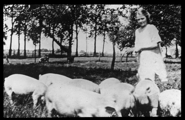 A young girl is with a group of pigs in a field. Lantern slide.