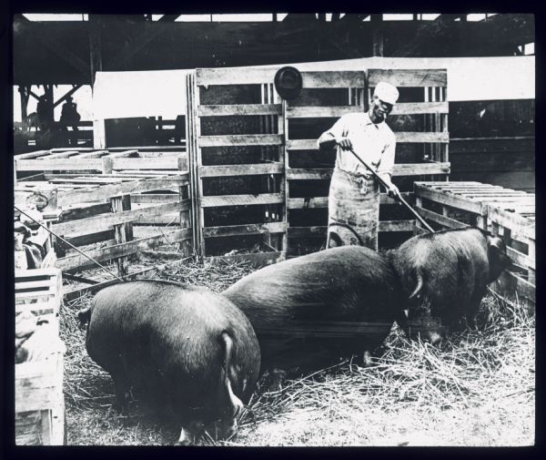 A man is tending hogs inside a fenced enclosure outdoors. Lantern slide.