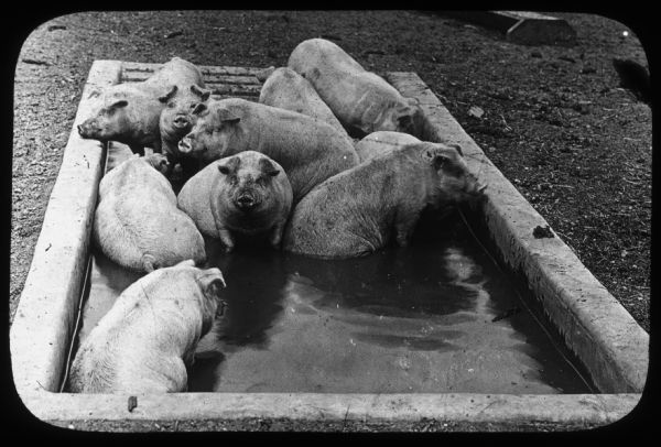 Hogs are bathing in a water trough outdoors. Lantern slide.