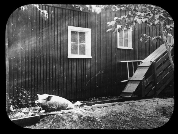 Pigs are climbing out of a water filled trough next to a building. There is a wooden chute towards the back of the trough. Lantern slide.
