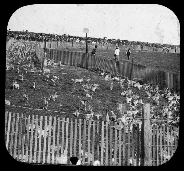View across fence towards a rabbit hunt. Caption on slide reads: "Sports: Jack rabbit hunt, California. Driving wild rabbits into enclosure where they will be slaughtered." Lantern slide.