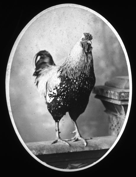 Studio portrait of a rooster standing on a prop stone wall. Lantern slide.