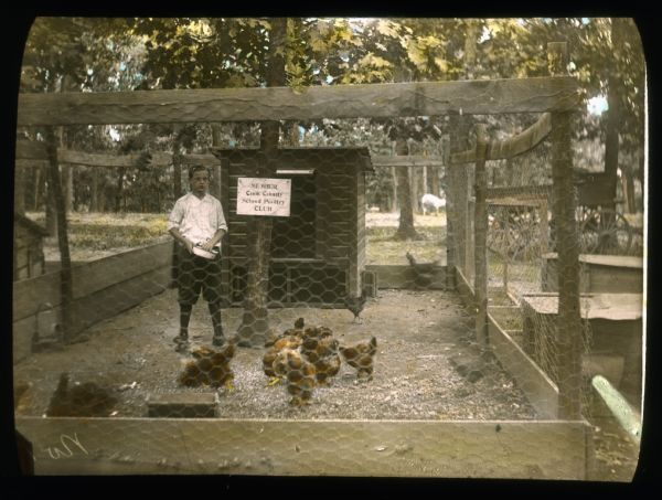 A young man is standing inside a pen with a flock of chickens. A sign on a tree inside the pen reads: "Member Cook County School Poultry Club." Hand-tinted lantern slide.