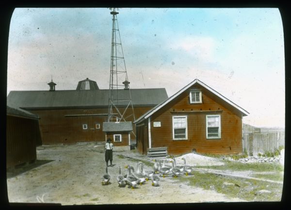 A young man wearing a shirt, tie and knickers is standing in a farmyard with a flock of geese near farm buildings and a windmill. A sign on a farm building on the right reads in part: "Member Cook Co. Poultry School Home Project." There is a name painted on the barn in the background, somewhat illegible, that reads: "J. Martie? 1895."