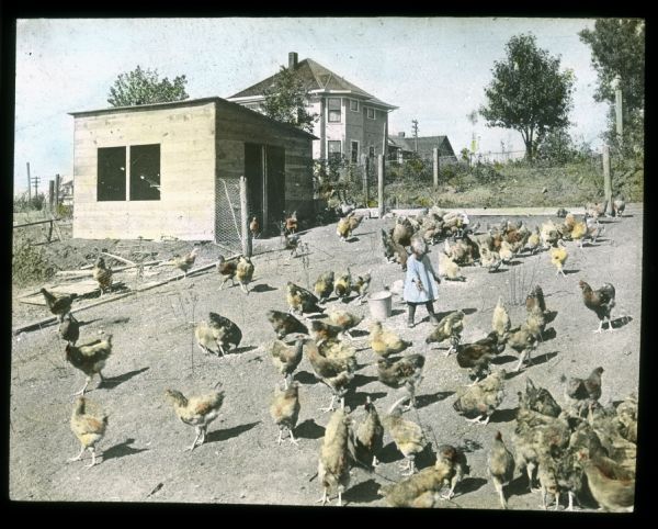 A young child is standing in a chicken pen feeding the chickens. The chicken house is in the background, and a house and other buildings are in the far background. Hand-tinted lantern slide.
