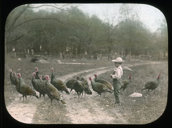 A young boy is standing with a flock of turkeys on a dirt path. Hand-tinted lantern slide.