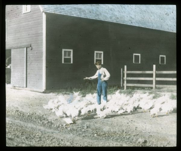 A young man wearing overalls is feeding chickens. There is a fence and a barn in the background. Hand-tinted lantern slide.