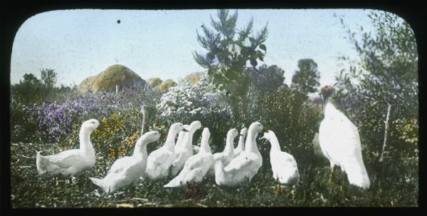 Flock of geese in a garden. Haystacks are in the background. Hand-tinted lantern slide.