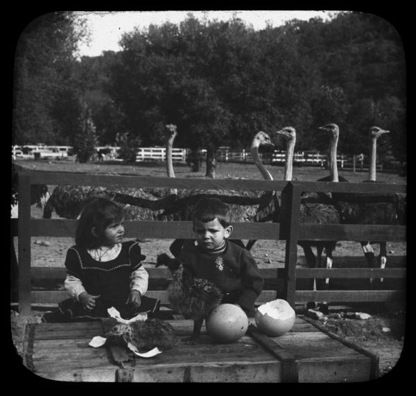 A boy and girl are sitting behind a table that two baby ostriches are  standing on. There are two ostrich eggs on the table. There are ostriches standing in a field behind a fence in the background. Caption on slide reads: "13528 — Just out — Baby Ostriches on the Cawston Ostrica Farm, California, U.S.A." Lantern slide.
