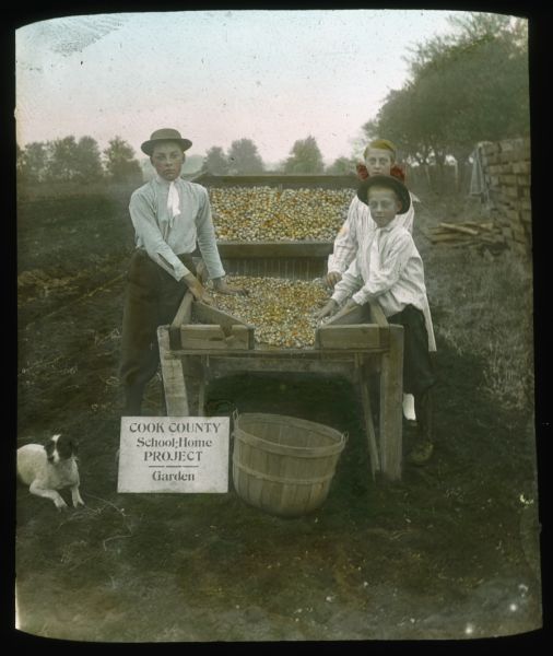 Two boys and a girl are standing at bins set up in a field. They are sorting fruit or vegetables. A sign on the ground in the front reads: "Cook County School-Home Project — Garden." A dog is sitting on the ground on the right. Hand-tinted lantern slide.