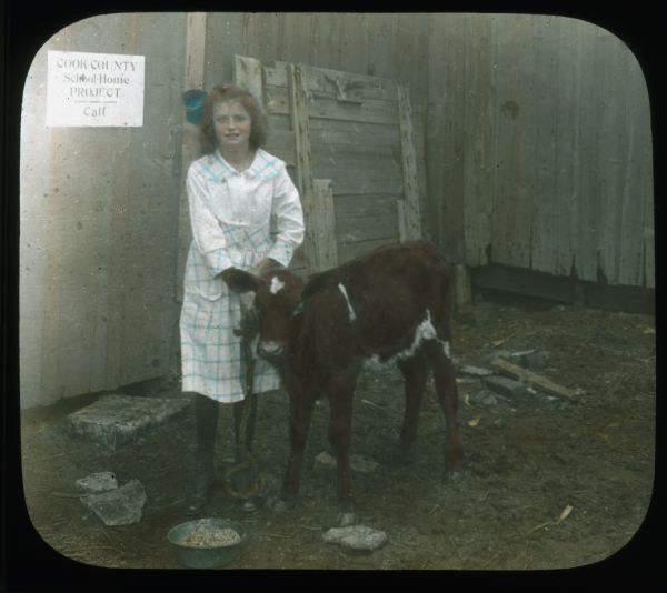 A girl is standing and holding a calf in a barn. Behind her on the wall on the left is a sign that reads: "Cook County School-Home Project — Calf." Hand-tinted lantern slide.