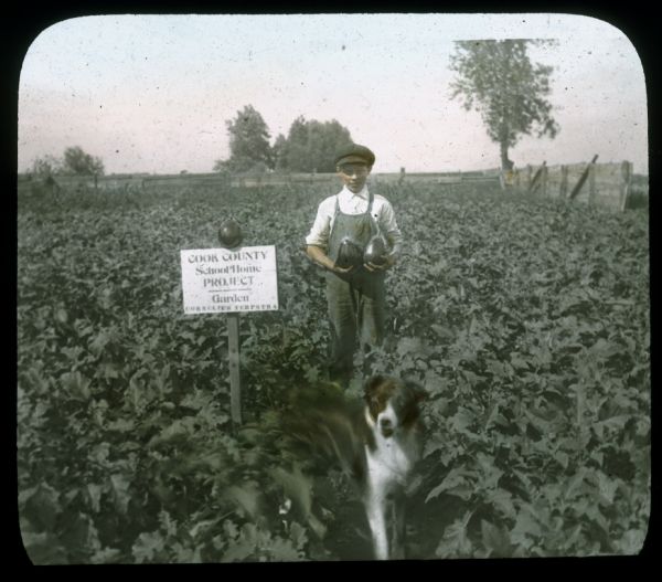 View of a boy standing in a field holding vegetables that look like eggplants. A dog is standing in the foreground, and a sign posted in the field reads: "Cook County School-Home Project — Garden, Cornelius Terpstra." Hand-tinted lantern slide.