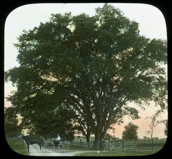 A man is posing in a horse-drawn buggy on the drive in front of a tree-lined fence. Caption on slide reads: "Farm elm near Waukesha, Wis." Hand-tinted lantern slide.
