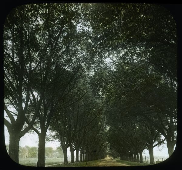 View down unpaved lane lined with Willow trees. There is a building across a field in the background on the left. Caption on slide reads: "Willows, 111th & Wallace." Hand-tinted lantern slide.
