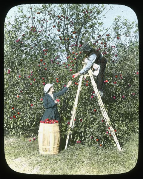 A man standing high on a ladder is picking apples from trees, and handing them down to a woman standing on the ground. There is a barrel full of applies at the foot of the ladder. Caption on slide reads: "In fruiting time." Hand-tinted lantern slide.