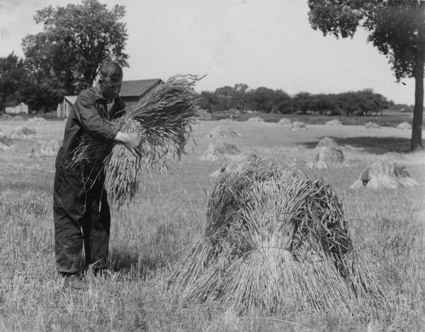 A man is building up a shock of wheat in a field.