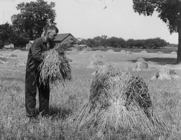 A man is building up a shock of wheat in a field. 	