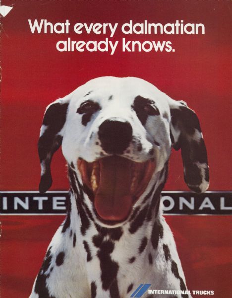 Front cover featuring a Dalmation dog, and the text: "What every dalmation already knows".