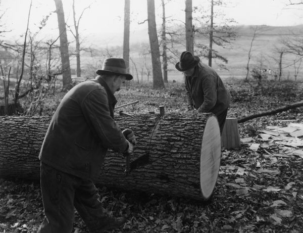 Two men are sawing a log. Handwritten on back: "1. Sawing white oak log the required length."