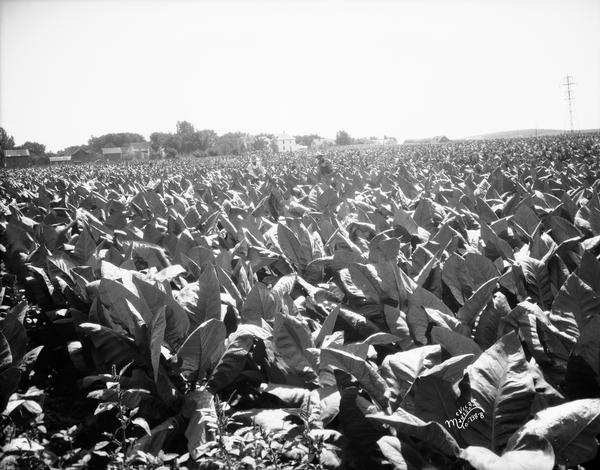 View of Mr. Klein farm showing use of "Red Steer" fertilizer on tobacco field looking east.