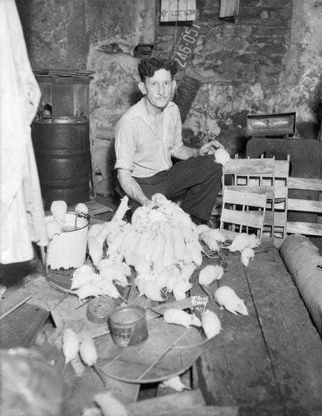 John Harrison, 616 Williamson Street, with part of his brood of doomed white rats. City health department ordered their extermination.