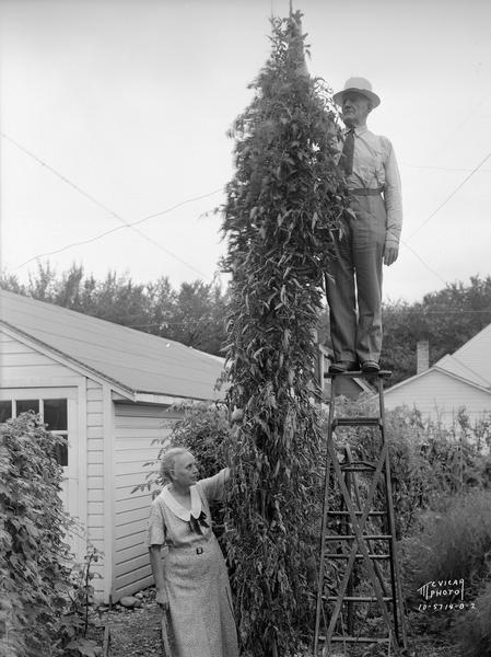 Mr. Liebenberg standing on a ladder measuring a 14 foot tomato plant growing in his garden. Mrs. Liebenberg is standing beside the plant.